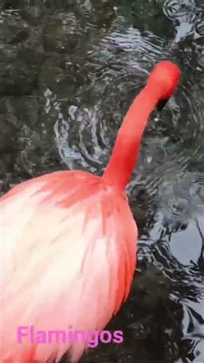 Flamingos #sanantoniozoo
