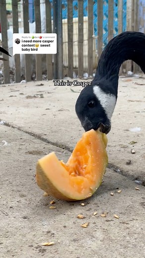 Our boy Casper conquering some cantaloupe! #fyp #goose #canadagoose #wildliferescue #wildliferehab #feelgoodanimalstory #casper #casperthegoose | Carolina Waterfowl Rescue