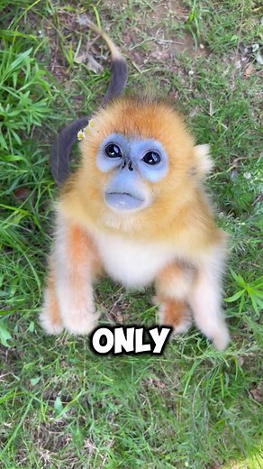 Descubre el encantador mono dorado