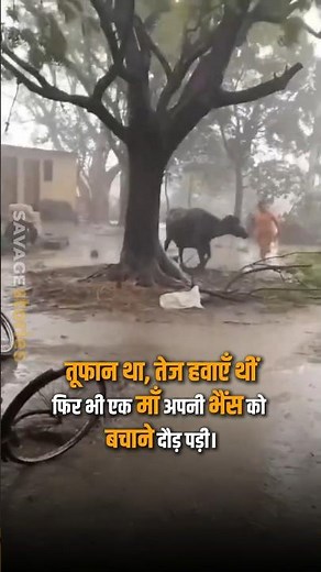 Woman Risks Life to Save Buffalo | Emotional Viral Video