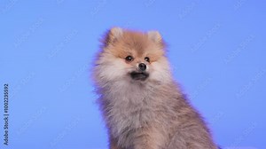 hungry Pomeranian dog sticking out tongue, looking up and licking nose while sitting in a side view pose in front of purple background