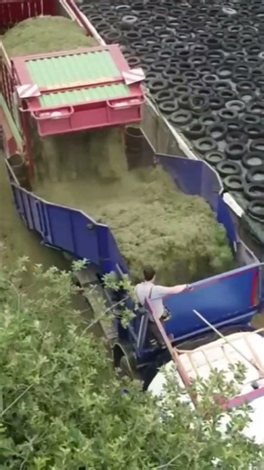 See how we make silage with a hose – step by step! #QualityFeed #HealthyCows #StrongCows🐄💪