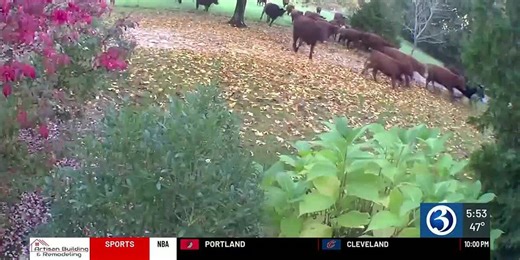 Farm owner in Sterling under investigation for roaming livestock