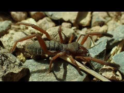 Iberian solifuge (Gluvia dorsalis)