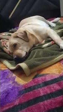 Masti ke najare#cute #love#labrador #buzo #song 🫰♥️