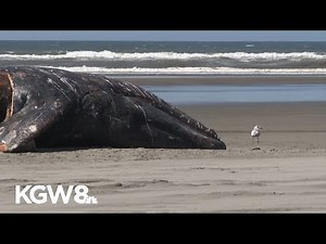 Latest dead whale washes ashore in Long Beach, the 14th this year