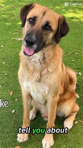 🐾 Looking for a best friend? 🐾 Now’s the perfect time to adopt! Through June 30th, all adult dog adoption fees are reduced to just $30 with an approved application at Animal Services! Each adoption includes: ✔️ Age-appropriate vaccinations ✔️ County license ✔️ 10-day health check ✔️ Spay/neuter ✔️ HomeAgain microchip — already registered for you! That’s a $600 value — and a lifetime of love. Don’t wait! Come meet your future best friend today! | Lee County Domestic Animal Services