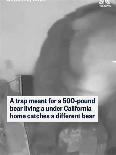 Bear Trap Catches Unexpected Visitor Under California Home