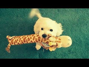 Tips for Helping Dogs with Pancreatitis