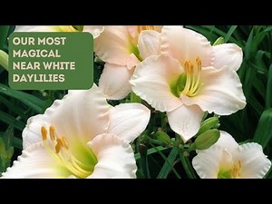 These Daylilies Add Garden Magic