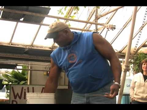 Growing Fish in Greenhouses