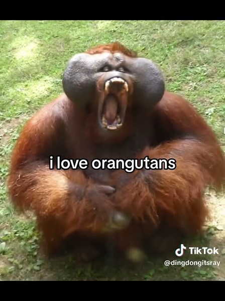 Adorable Orangutans: The Best Ape Species