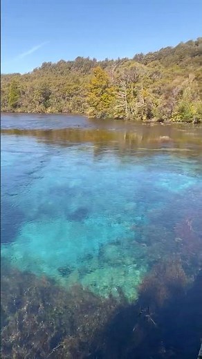 Blue Springs Lake in Nelson New Zealand #newzealand “Te Waikoropupu Springs”