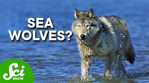 Wolves have taken over a marine ecosystem