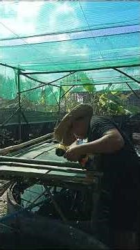 [Agriculture Category] Switching modes to start growing vegetables for household consumption.