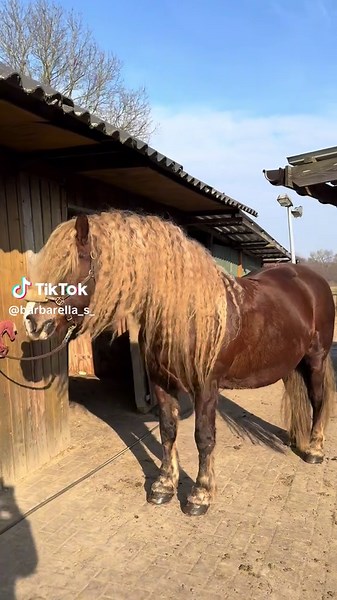 Wie schön kann ein Kaltblut werden?