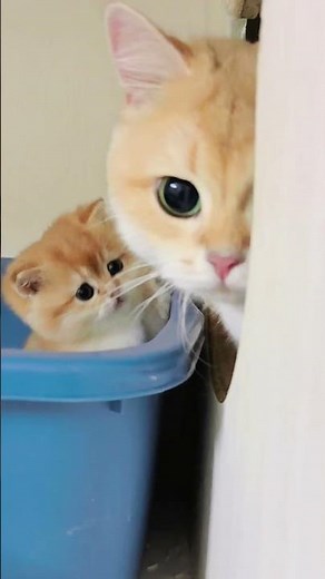 Golden Chinchilla Kitten Playing Hide & Seek 🐾 金渐层小可爱躲猫猫#cat #kittenplaytime #kitten #cutecats #cute