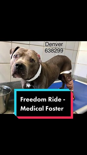 Part of our mission is to rehabilitate the medically needy. We do not shy away from the dogs that need us the most, no matter what. #denver #medical #foster #fosterdog #pitbullsoftiktok #pittiesoftiktok #dogsofttiktok #texasdogrescue #texas #adoptdontshop #standupforpits #dontbullymybreed #rescuedog #fyp #foryoupage