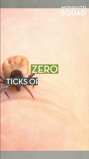 Do Opossums Eat Lots of Ticks? #opossums #ticks