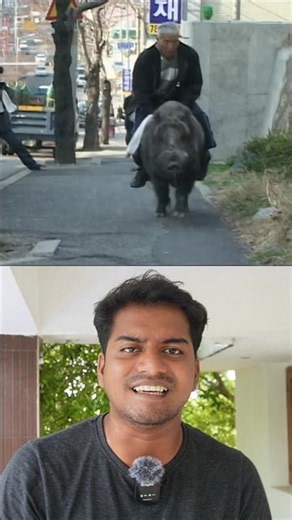🐗South Korean Man Adopted a Wild Boar Like a Pet! // Sri info (Tamil)