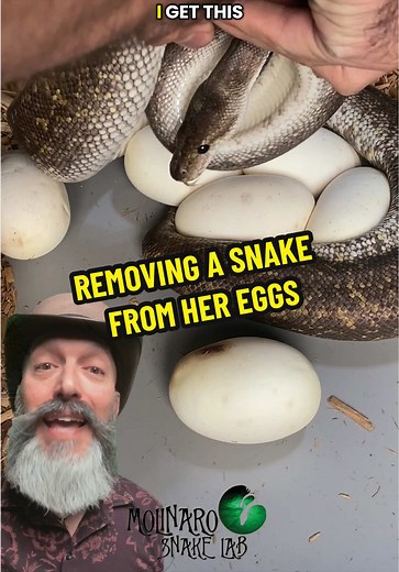 Why Remove Snake From Her Eggs? Explained!