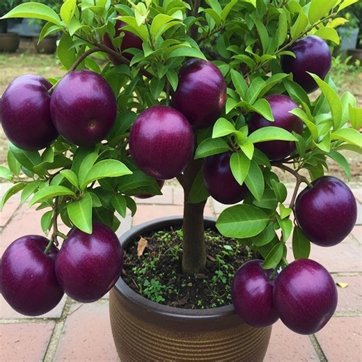 Propagate a Milk Fruit Plant To Produce Great Fruits in a Short Time Using Red Onion | Farm Tree
