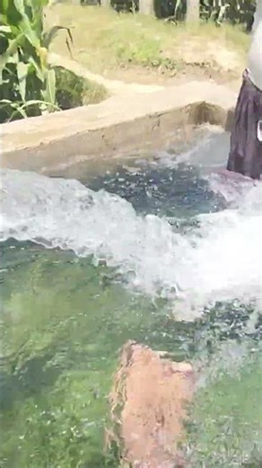 Tubewell swimming in village in Pakistan #tubewell #swimming #live