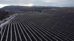 flight over the field of seedlings, agriculture, apple tree seedlings, snow on the field