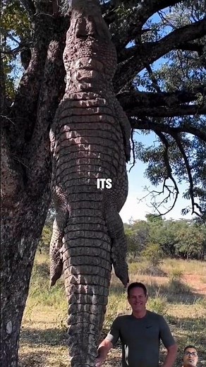 Crocodile vs. Human: The Ultimate Size Showdown