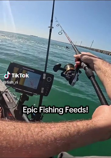 Fascinating Feeding Frenzies in the Florida Keys