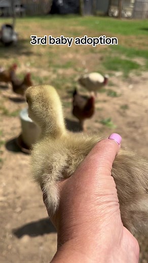 Baby Geese Adoption Process Explained with Commentary