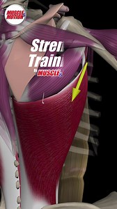 Build the V-Shaped Back - With the Wide Grip Lat Pull-Down! ️‍♂️ This exercise primarily targets the latissimus dorsi, the muscle that creates the impressive "wings" on your back. 廉 Unlock the power of knowledge! Elevate your training with our Strength Training App. Click the link in our bio to get started today! #MuscleandMotion #LatPulldown #BackDay #LatsOnFire #GymLife | Muscle and Motion | Facebook