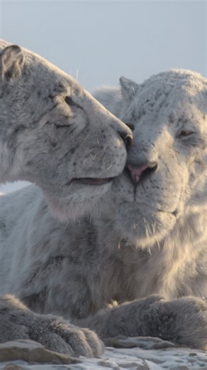 Framestore on Instagram: "New creatures. New era. Led by Production-Side VFX Supervisor Russell Dodgson, Framestore’s global teams worked hand-in-hand with palaeontologist Darren Naish to reimagine the world of the Ice Age. Together, they brought its vast frozen landscapes and remarkable megafauna that once ruled them to life, grounding every frame in scientific accuracy and the visual language of natural history filmmaking. From executive producers Jon Favreau and Mike Gunton and show runner Ma