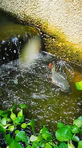 LOOK ! How the fish caught by unique net in drain #fishing #fish #reels #fishinglife | Epic Fish Catcher FB