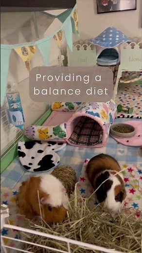Guinea Pig Popcorning: The Ultimate Guide to Happiness! Watch How to Make Guineas Pig Jump for Joy