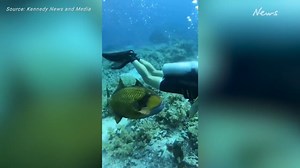 Fish with ‘human teeth’ attacks diver