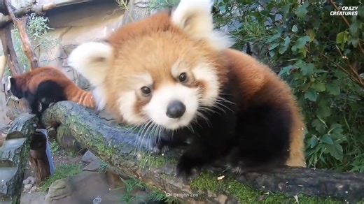 Watch what happens when red pandas use their tails for balance in trees