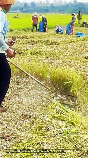 神業的なスピード！刈払機一台で終わらせるスマートな収穫方法 #works #smartfarming #ricecutting #efficientagriculture