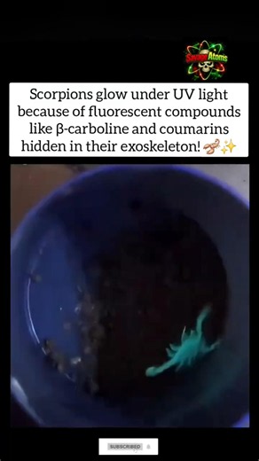 🦂 Why Do Scorpions Glow Under UV Light? The Science Explained!