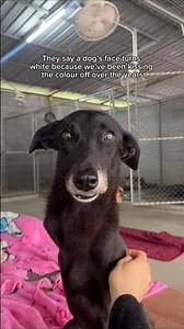We’ve watched these dogs grow old... And it gets us every time 🥹 #rescuedog #shelter #seniordog