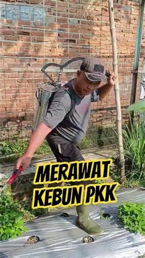 Merawat kebun PKK #desababakan #kecamatanwanayasa #purwakarta