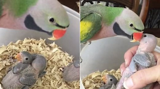 Parrot says 'I love you' and 'good morning' to baby birds