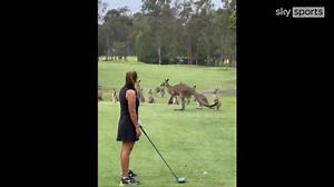 'What's going on?' Kangaroos invade golf course