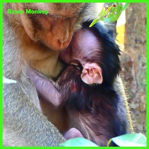 64K views · 200 reactions | Om..g ! What is Old Monkey Doing to the little Monkey!! What a BAD Boy Haha!! | RESEP Monkey | Facebook