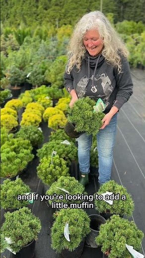 Small Conifer Tour