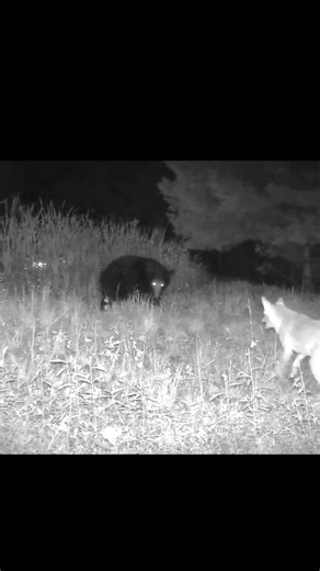 Bear vs Coyotes for Pond Territory #trailcam #bear #coyotes #shorts