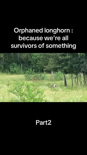 Orphaned Longhorn: A Tale of Resilience and Survival