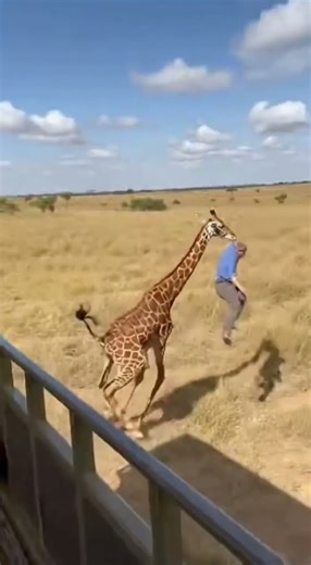Unexpected giraffe attack 🤯💥🦒