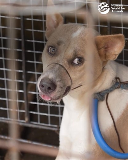 RESCUE THESE DOGS FROM A SLAUGHTERHOUSE!🚨 10-14 dogs a day have been brutally killed at this slaughterhouse for the last 15 years. The dogs are bludgeoned over the head, stabbed in the neck and left to die.😔 Once dead they are burned with a blow torch to remove their fur and hung up on nooses to be butchered for their meat. ⛔ We have the chance to shut this slaughterhouse down PERMANENTLY and save the last surviving dogs from this horrific fate. They desperately need your help, right now, befo