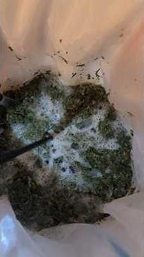 Bubble hash first attempt? @humboldtseedcompany